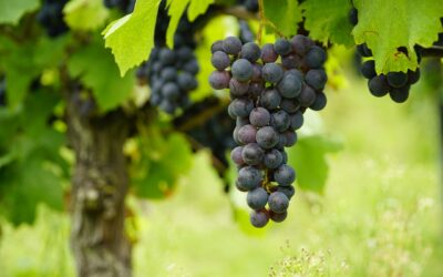 Découvrir la magie du vin : plongez dans une formation œnologique surprenante