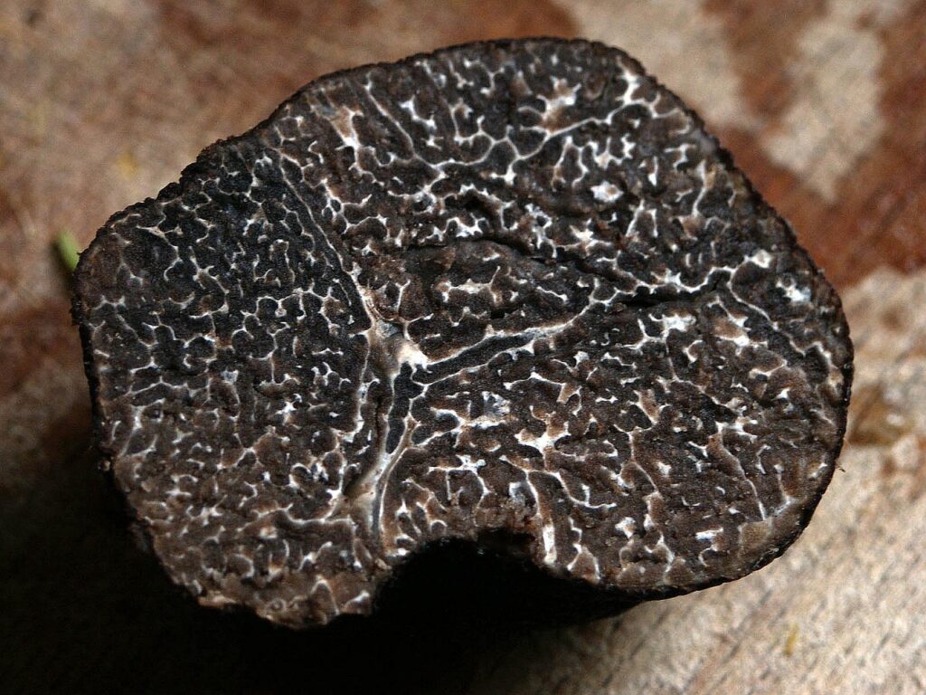 Les meilleures associations culinaires avec la moutarde à la truffe noire du Vaucluse