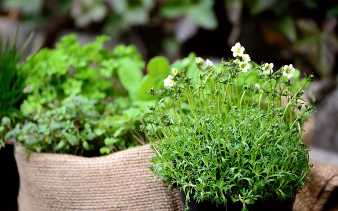 Des plantes dans votre cuisine… et dans votre pause ?