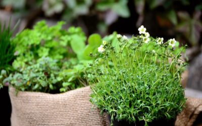 Des plantes dans votre cuisine… et dans votre pause ?