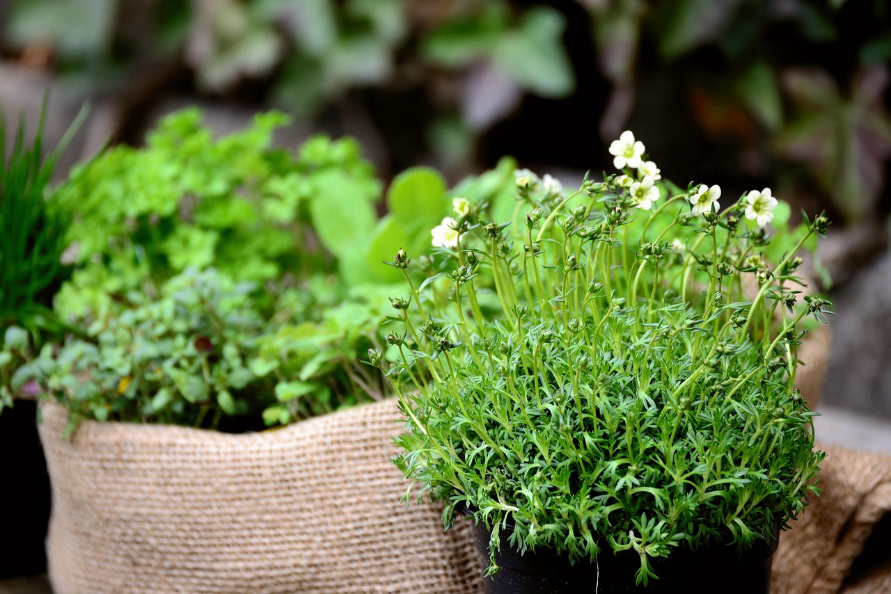 Des plantes dans votre cuisine… et dans votre pause ?